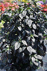 Black Pearl Ornamental Pepper (Capsicum annuum 'Black Pearl') at Wiethop Greenhouses