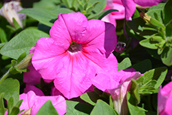Easy Wave Pink Passion Petunia (Petunia 'Easy Wave Pink Passion') at Wiethop Greenhouses