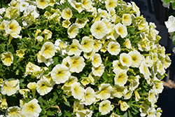 Easy Wave Yellow Petunia (Petunia 'Easy Wave Yellow') at Wiethop Greenhouses