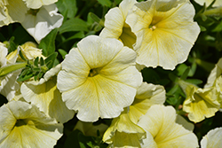 Easy Wave Yellow Petunia (Petunia 'Easy Wave Yellow') at Wiethop Greenhouses