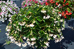Dragon Wing White Begonia (Begonia 'Dragon Wing White') at Wiethop Greenhouses