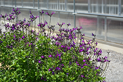 Vibe Ignition Purple Sage (Salvia x jamensis 'Ignition Purple') at Wiethop Greenhouses