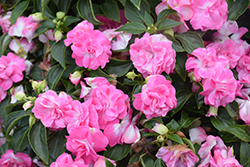 Rockapulco Rose Impatiens (Impatiens 'BALOLESTOP') at Wiethop Greenhouses