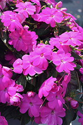 SunPatiens Compact Lilac New Guinea Impatiens (Impatiens 'SakimP063') at Wiethop Greenhouses
