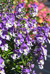 Alonia Big Bicolor Purple Angelonia (Angelonia angustifolia 'Alonia Big Bicolor Purple') at Wiethop Greenhouses