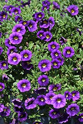 Colibri Plum Calibrachoa (Calibrachoa 'Colibri Plum') at Wiethop Greenhouses