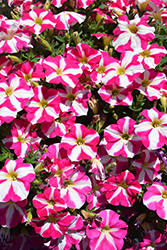 Amore Pink Heart Petunia (Petunia 'Amore Pink Heart') at Wiethop Greenhouses