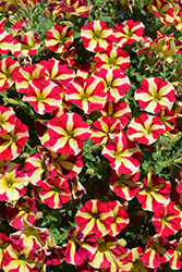 Amore Queen of Hearts (Petunia 'Amore Queen of Hearts') at Wiethop Greenhouses