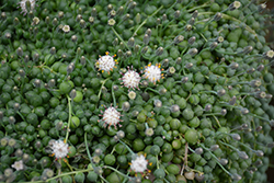 String Of Pearls (Senecio rowleyanus) at Wiethop Greenhouses