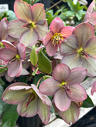 HGC Ice N' Roses Rose Hellebore (Helleborus 'COSEH 4200') at Wiethop Greenhouses
