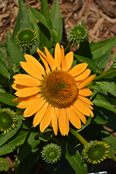 SunMagic Vintage Mango Coneflower (Echinacea 'SunMagic Vintage Mango') at Wiethop Greenhouses