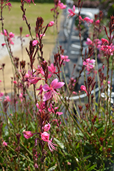 Steffi Dark Rose Gaura (Gaura lindheimeri 'Steffi Dark Rose') at Wiethop Greenhouses