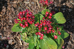 Starcluster Red Star Flower (Pentas lanceolata 'Starcluster Red') at Wiethop Greenhouses