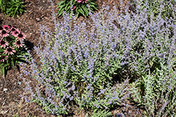 Bluesette Russian Sage (Perovskia atriplicifolia 'Bluesette') at Wiethop Greenhouses