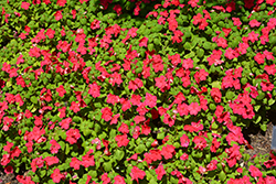 Imara XDR Rose Impatiens (Impatiens walleriana 'Imara XDR Rose') at Wiethop Greenhouses