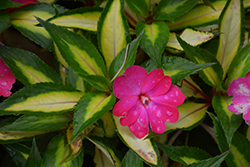 SunPatiens Compact Tropical Rose New Guinea Impatiens (Impatiens 'SunPatiens Compact Tropical Rose') at Wiethop Greenhouses