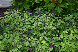 Bodacious Smokey Jazz Sage (Salvia guaranitica 'Smokey Jazz') at Wiethop Greenhouses