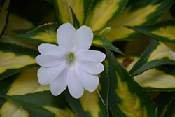 SunPatiens Vigorous Tropical White New Guinea Impatiens (Impatiens 'SAKIMP018') at Wiethop Greenhouses