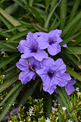 Mexican Petunia (Ruellia brittoniana) at Wiethop Greenhouses