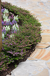 FloriGlory Diana Mexican Heather (Cuphea hyssopifolia 'Wescuflodia') at Wiethop Greenhouses