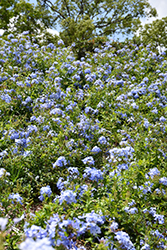 Imperial Blue Plumbago (Plumbago auriculata 'Imperial Blue') at Wiethop Greenhouses