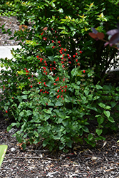Scarlet Sage (Salvia coccinea) at Wiethop Greenhouses