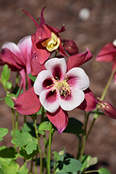 Earlybird Red and White Columbine (Aquilegia 'PAS1258484') at Wiethop Greenhouses