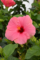 Cayman Wind Hibiscus (Hibiscus rosa-sinensis 'Cayman Wind') at Wiethop Greenhouses