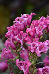 Rock Candy Pink Beard Tongue (Penstemon 'Novapenpin') at Wiethop Greenhouses