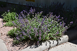 Little Trudy Catmint (Nepeta 'Psfike') at Wiethop Greenhouses