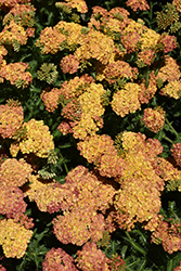 Desert Eve Terracotta Yarrow (Achillea millefolium 'Desert Eve Terracotta') at Wiethop Greenhouses