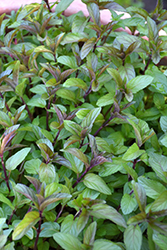 Chocolate Mint (Mentha x piperita 'Chocolate') at Wiethop Greenhouses