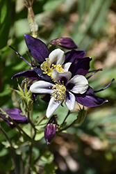 Remembrance Columbine (Aquilegia 'Swan Violet & White') at Wiethop Greenhouses