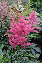 Younique Cerise Astilbe (Astilbe 'Verscerise') at Wiethop Greenhouses