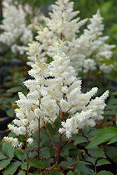 Younique White Astilbe (Astilbe 'Verswhite') at Wiethop Greenhouses