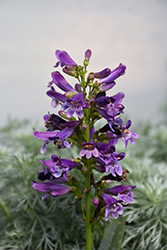Pristine Lilac Purple Beardtongue (Penstemon barbatus 'Pristine Lilac Purple') at Wiethop Greenhouses