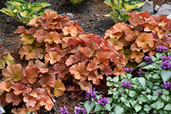 Northern Exposure Amber Coral Bells (Heuchera 'TNHEUNEA') at Wiethop Greenhouses