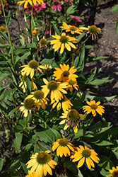 Artisan Yellow Ombre Coneflower (Echinacea 'PAS1303304') at Wiethop Greenhouses
