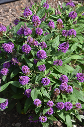 Chrysalis Purple Butterfly Bush (Buddleia 'Balchryurp') at Wiethop Greenhouses