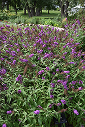 Buzz Purple Butterfly Bush (Buddleia davidii 'Buzz Purple') at Wiethop Greenhouses