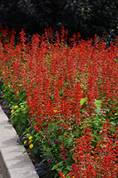 Lighthouse Red Sage (Salvia splendens 'Lighthouse Red') at Wiethop Greenhouses