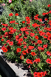Easy Wave Red Petunia (Petunia 'Easy Wave Red') at Wiethop Greenhouses