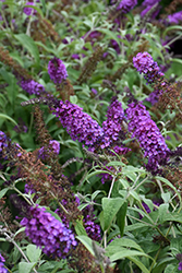 Buzz Purple Butterfly Bush (Buddleia davidii 'Buzz Purple') at Wiethop Greenhouses