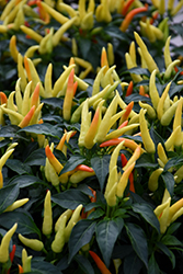 Chilly Chili Ornamental Pepper (Capsicum annuum 'Chilly Chili') at Wiethop Greenhouses