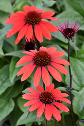 Panama Red Coneflower (Echinacea 'Panama Red') at Wiethop Greenhouses