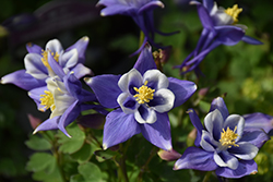 Earlybird Blue and White Columbine (Aquilegia 'PAS1258485') at Wiethop Greenhouses