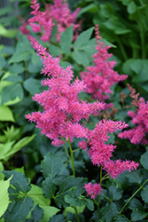 Younique Ruby Red Astilbe (Astilbe 'VersRed') at Wiethop Greenhouses