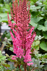 Mighty Chocolate Cherry Chinese Astilbe (Astilbe chinensis 'Mighty Chocolate Cherry') at Wiethop Greenhouses