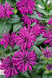 Rockin' Raspberry Beebalm (Monarda 'Rockin' Raspberry') at Wiethop Greenhouses