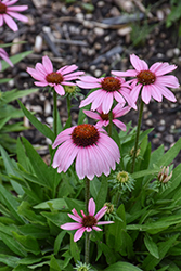 SunMagic Vintage Lavender Coneflower (Echinacea 'SunMagic Vintage Lavender') at Wiethop Greenhouses